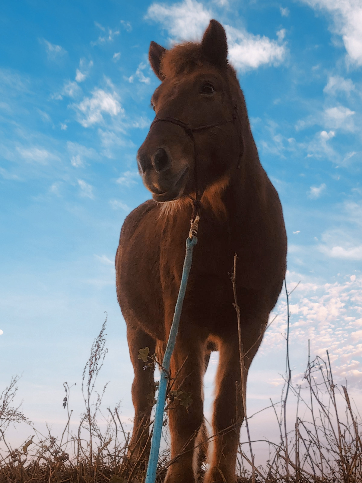 Therapiepferd Feli vor blauem Himmel.